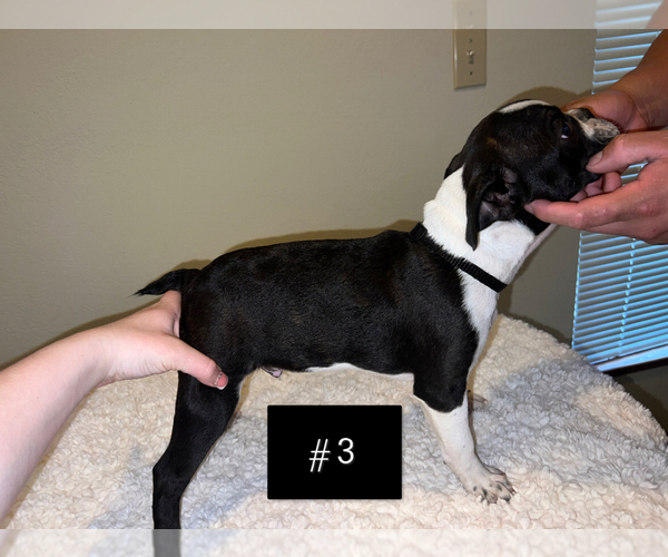 Medium Photo #5 Boston Terrier Puppy For Sale in ARROYO GRANDE, CA, USA