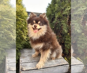 Father of the Pomeranian puppies born on 02/27/2026