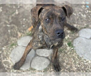 Mutt Dogs for adoption in Tulsa, OK, USA