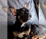 Small Photo #1 French Bulldog Puppy For Sale in BRADENTON, FL, USA