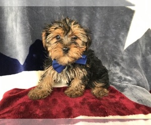 Yorkshire Terrier Puppy for sale in NEW PROVIDENCE, PA, USA