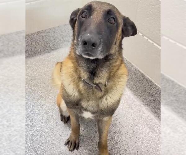 Medium Photo #3 Mutt Puppy For Sale in Houston, TX, USA