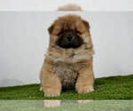 Puppy 13 Chow Chow