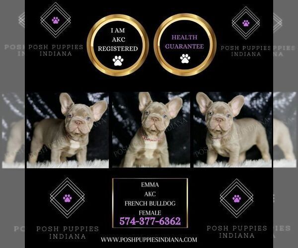 Medium Photo #15 French Bulldog Puppy For Sale in WARSAW, IN, USA