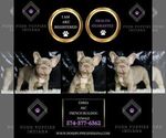 Small #3 French Bulldog