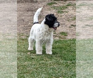 Russell Terrier Puppy for sale in APPLE GROVE, WV, USA