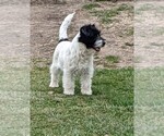 Small Russell Terrier