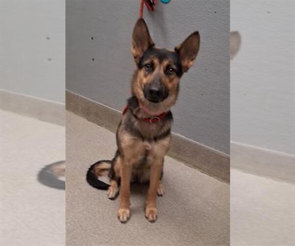 Medium Photo #1 German Shepherd Dog-Unknown Mix Puppy For Sale in Las Vegas, NV, USA