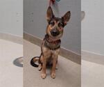 Small German Shepherd Dog Mix