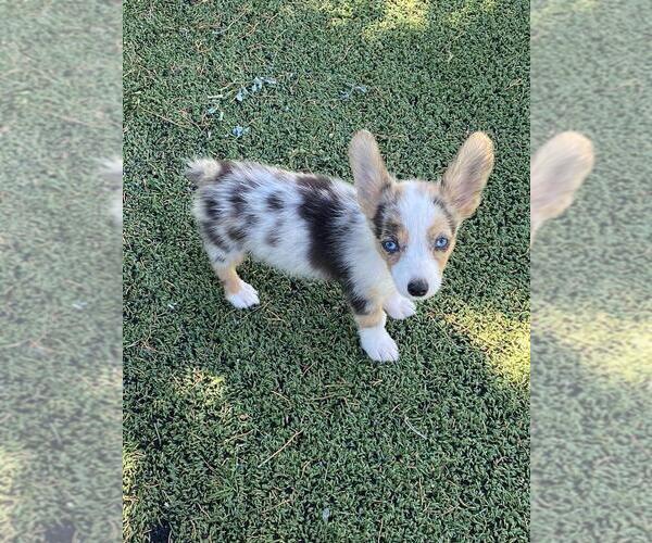 Medium Photo #1 Pembroke Welsh Corgi Puppy For Sale in BRIGGSDALE, CO, USA