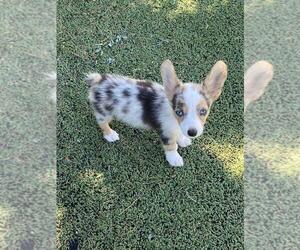 Pembroke Welsh Corgi Puppy for sale in BRIGGSDALE, CO, USA