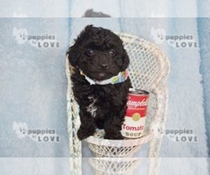 Poodle (Toy) Puppy for sale in SANGER, TX, USA