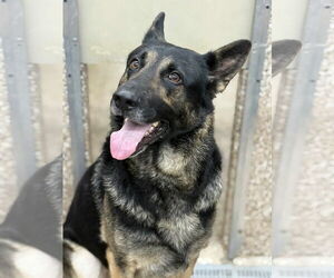 German Shepherd Dog Dogs for adoption in Martinsburg, WV, USA