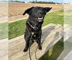 Small #2 Labrador Retriever Mix