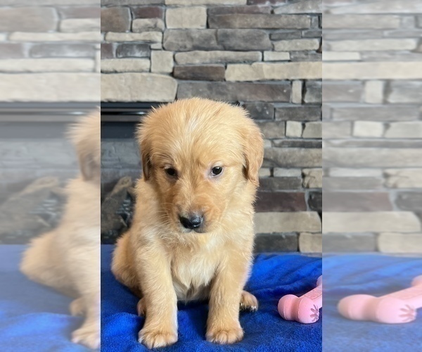 Medium Photo #4 Golden Retriever Puppy For Sale in NOBLESVILLE, IN, USA