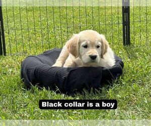 Medium Golden Retriever