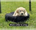 Puppy Black Golden Retriever