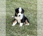 Small Photo #2 Australian Shepherd Puppy For Sale in TUSTIN, MI, USA