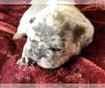 Small Photo #4 French Bulldog Puppy For Sale in BUCKS BAR, CA, USA