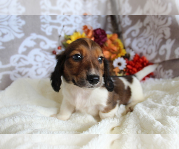 Medium Photo #11 Dachshund Puppy For Sale in SHILOH, OH, USA