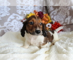 Small #10 Dachshund