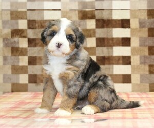 Bernedoodle (Miniature) Puppy for sale in DENVER, PA, USA