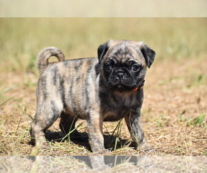 Pug Puppy for sale in PALM COAST, FL, USA