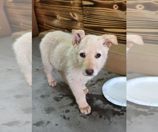 Medium Photo #4 German Shepherd Dog Puppy For Sale in GRETNA, VA, USA