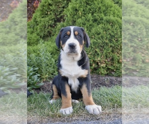 Greater Swiss Mountain Dog Puppy for sale in BELLEFONTE, PA, USA