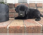 Small #3 Labrador Retriever