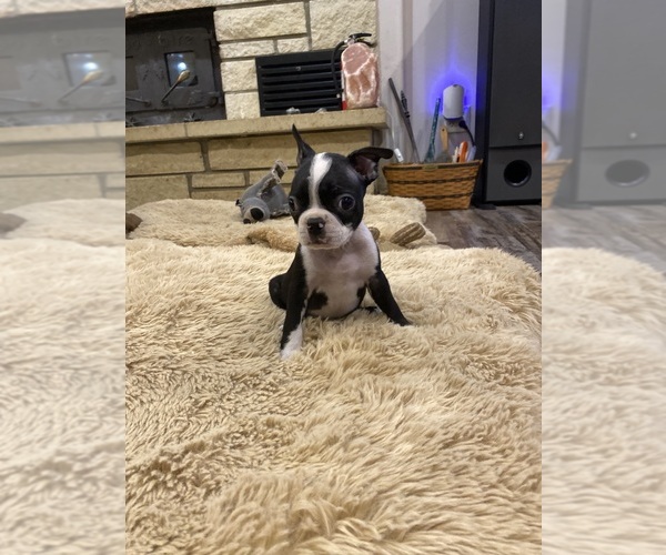 Medium Photo #7 Boston Terrier Puppy For Sale in FREDONIA, KS, USA
