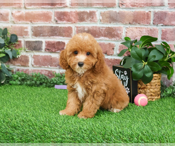 Medium Photo #4 Cavapoo (Miniature) Puppy For Sale in SYRACUSE, IN, USA
