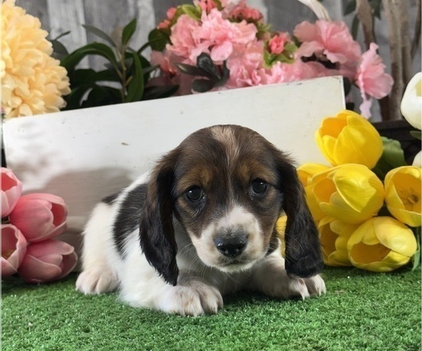 Medium Photo #2 Dachshund Puppy For Sale in CANOGA, NY, USA