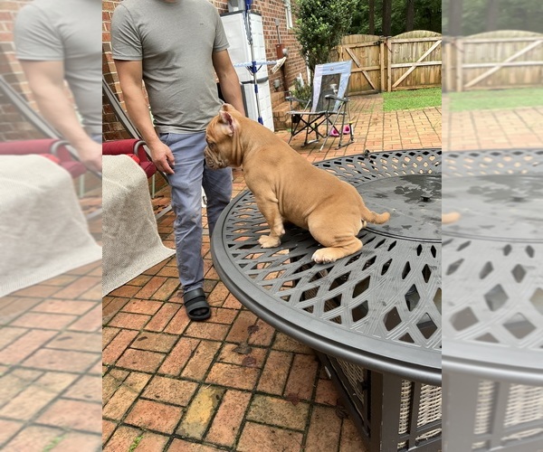 Medium Photo #3 American Bully Puppy For Sale in CLEVELAND, NC, USA