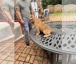 Small #2 American Bully
