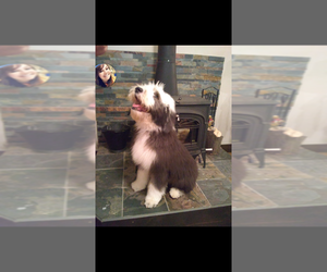Father of the Sheepadoodle puppies born on 06/01/2020