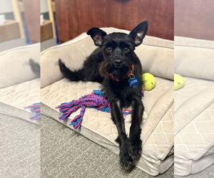 Mutt Dogs for adoption in Corona, CA, USA