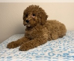 Small Photo #3 Double Doodle Puppy For Sale in FRANKLIN, IN, USA