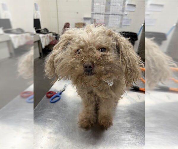 Medium Photo #1 Mutt Puppy For Sale in Forestville, MD, USA