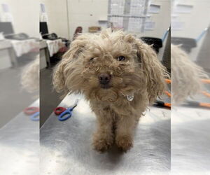 Mutt Dogs for adoption in Forestville, MD, USA