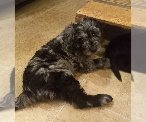 Medium Photo #3 Labradoodle Puppy For Sale in JEFFERSONTOWN, KY, USA