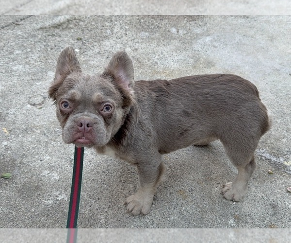 Medium Photo #1 French Bulldog Puppy For Sale in SOUTH GATE, CA, USA