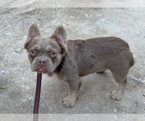 French Bulldog Puppy for sale in SOUTH GATE, CA, USA