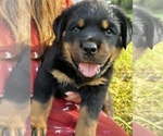 Puppy Zeke Rottweiler
