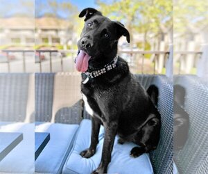 Shepweiller Dogs for adoption in Corona, CA, USA