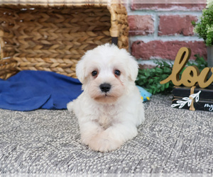 Schnauzer (Miniature) Puppy for sale in SYRACUSE, IN, USA