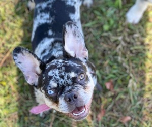 Mother of the French Bulldog puppies born on 01/12/2025