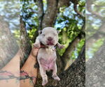 Small American Bulldog