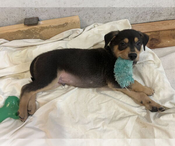 Medium Photo #7 Colonial Cocker Spaniel-Labrador Retriever Mix Puppy For Sale in St. Louis Park, MN, USA