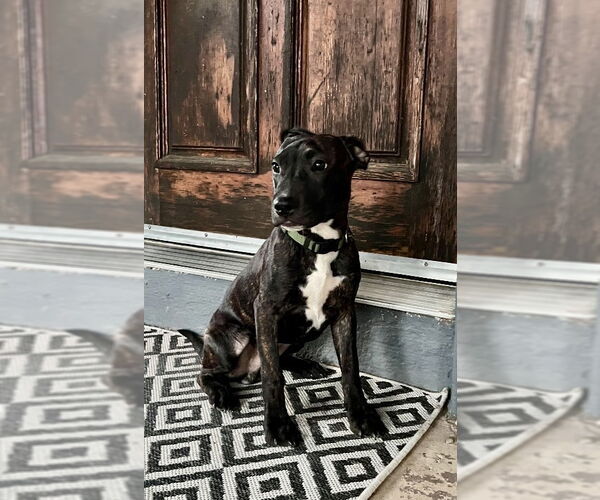 Medium Photo #5 French Bulldog-Staffordshire Bull Terrier Mix Puppy For Sale in San Diego, CA, USA